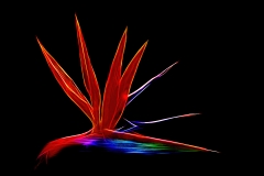 Bird of Paradise Bird of Paradise