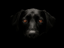 Black Lab