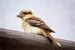 Kookaburra