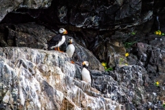 Puffins