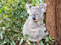 koala