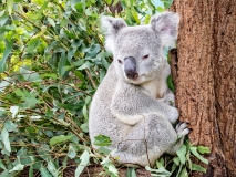 koala koala