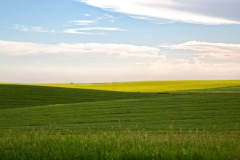 Growing Canola